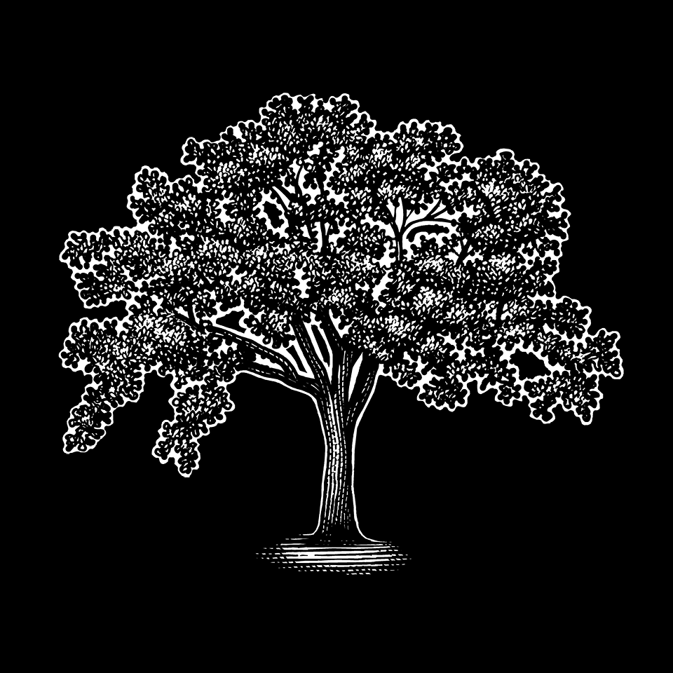 Tree illustration