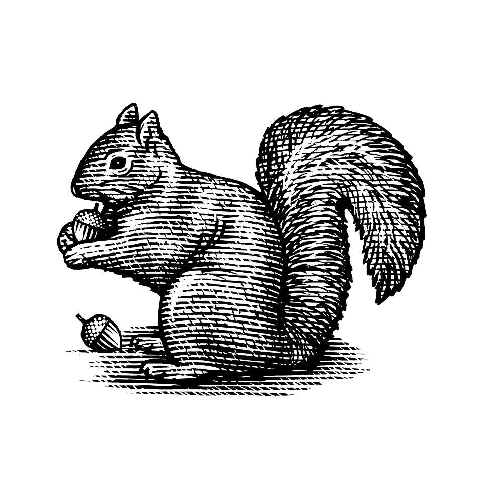 Squirrel illustration