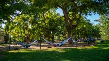 large green tree with students lounging in blue hammocks underneath